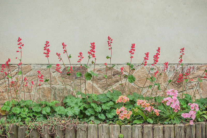 珊瑚钟(Heuchera Brizoides)花和刘易斯花种植在房子的入口在春天